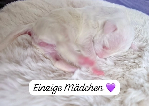 mini Bullterrier welpen  