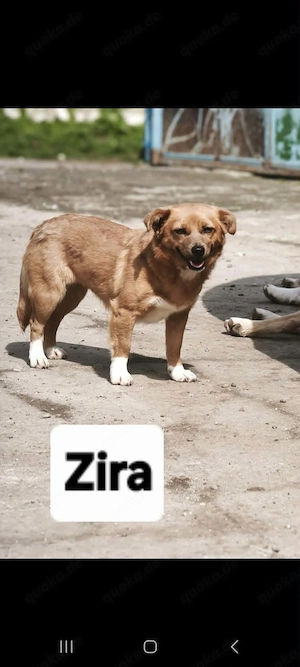 katzenliebende Zira wartet in Mangalia