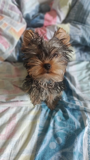 Welpen. Yorkshire Terrier.