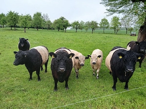 Galloway Rinder