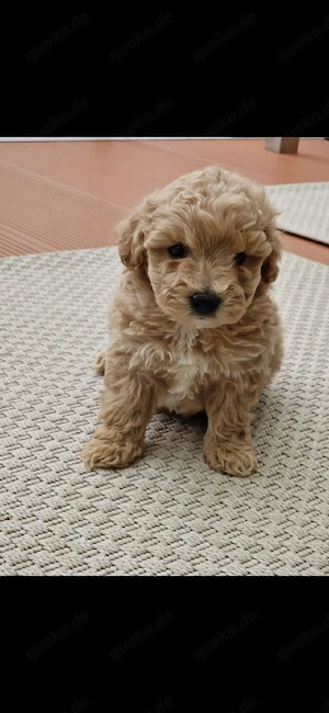 maltipoo welpen Bild 5