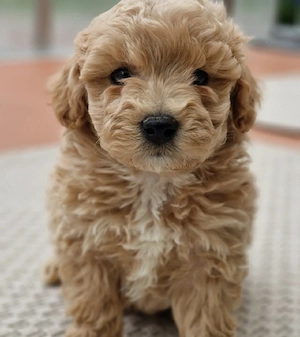 maltipoo welpen Bild 2