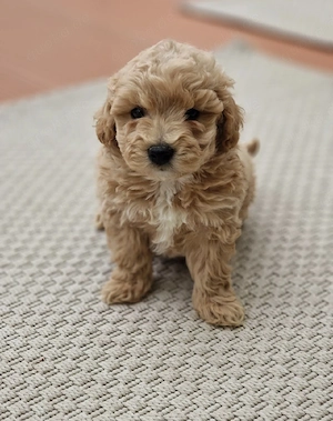 maltipoo welpen