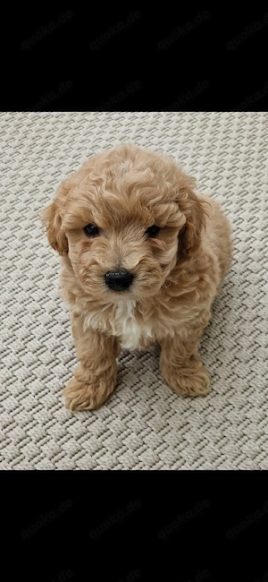 maltipoo welpen Bild 6