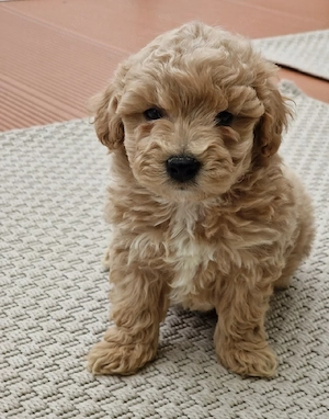 maltipoo welpen Bild 3