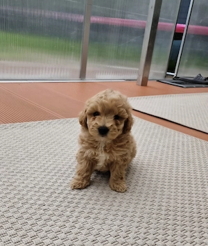 maltipoo welpen Bild 4