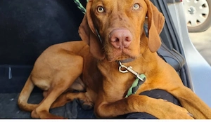 Magyar Vizsla Rüde (Jack) Bild 3