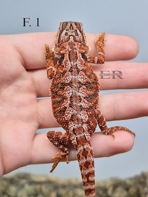 Bartagame (Pogona vitticeps) Weibchen 