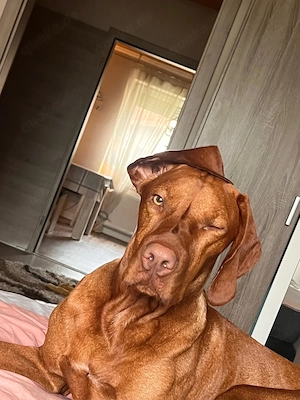 Magyar Vizsla Rüde (Jack)
