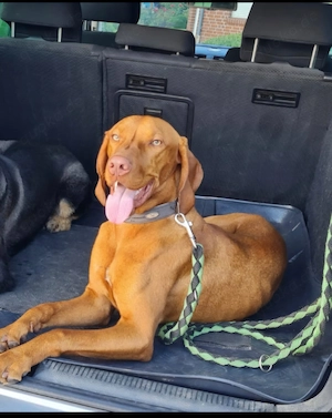 Magyar Vizsla Rüde (Jack) Bild 4