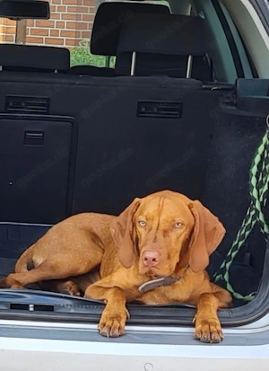 Magyar Vizsla Rüde (Jack) Bild 5