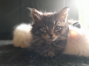 Maine Coon Kitten