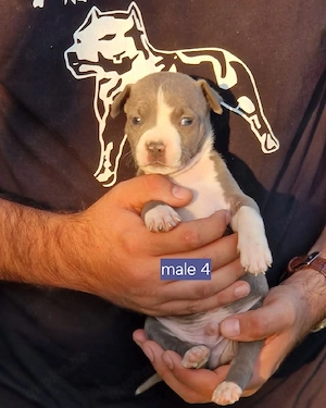 Liebenswerter Hund zu verkaufen   gesund, intelligent und ein toller Begleiter