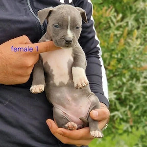 Liebenswerter Hund zu verkaufen   gesund, intelligent und ein toller Begleiter