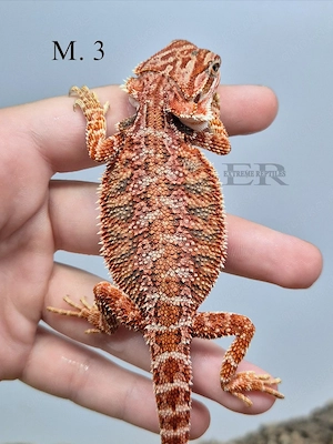 Bartagame (Pogona vitticeps) Männchen 