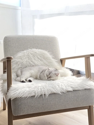 BKH Silver Shaded, weiblich, 8monate jung, Katze
