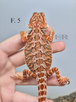 Bartagame (Pogona vitticeps) Weibchen 