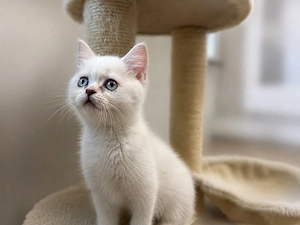 Reinrassige BKH kitten abgabebereit