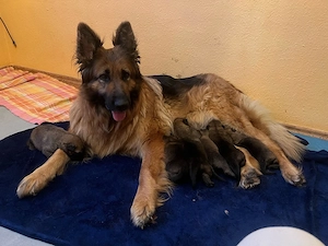 Malinois Deutsche schäferhund welpen 