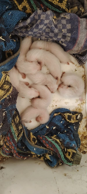 Frettchenbabys abzugeben 