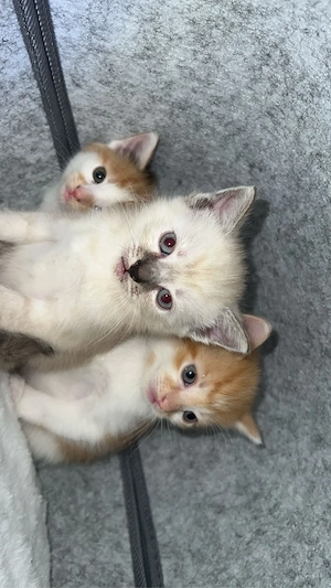 katzen Kitten zu verkaufen  Bild 7