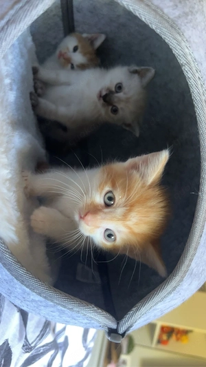 katzen Kitten zu verkaufen  Bild 3