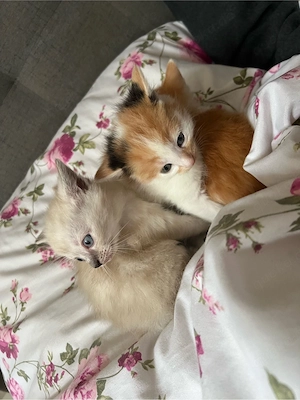 katzen Kitten zu verkaufen  Bild 5