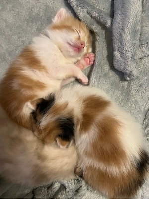 katzen Kitten zu verkaufen  Bild 4