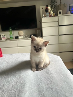 katzen Kitten zu verkaufen  Bild 2