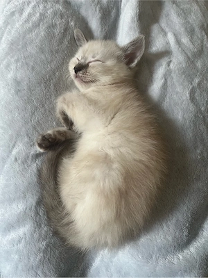 katzen Kitten zu verkaufen  Bild 6