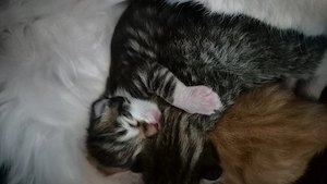 Maine coon's