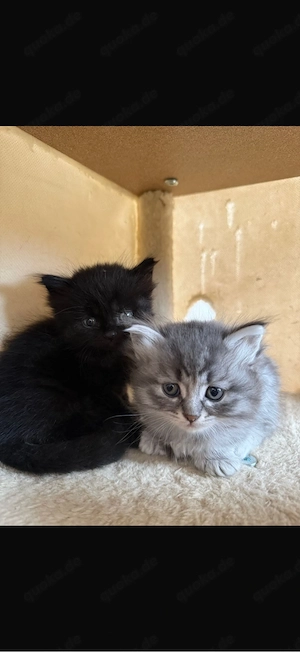    5 süße Babykatzen suchen ein liebevolles Zuhause    