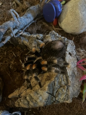 Rotknie Vogelspinne