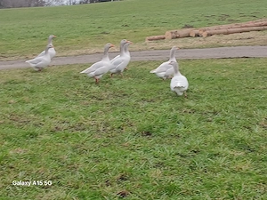 Fränkische Landgänse 