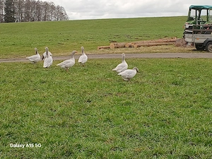 Fränkische Landgänse 