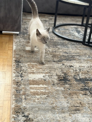 BKH katze blue point  017632003305