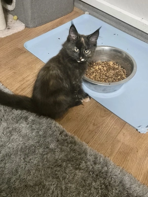 Maine Coon Kitten (weiblich)   abgabebereit 