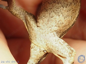  Rhacodactylus auriculatus Höckerkopfgecko aus Anfang 2026 Tendenz männlich  Bild 3
