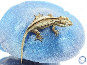  Rhacodactylus auriculatus Höckerkopfgecko aus Anfang 2026 Tendenz männlich  Bild 2