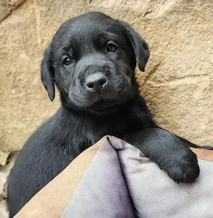 süße Labrador Welpen foxred und schwarz mit Ahnentafel und EU Impfbuch