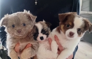 chihuahua welpen Langhaar 