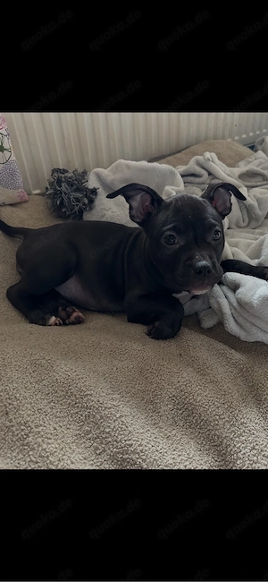 American Pocket Bully Hündin 10 wochen alt 