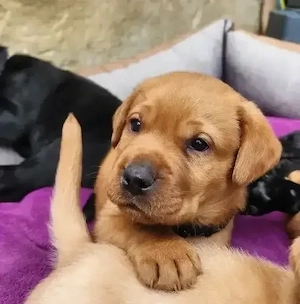 süße Labrador Welpen foxred und schwarz mit Ahnentafel und EU Impfbuch
