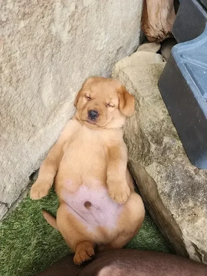süße Labrador Welpen foxred schwarz braun mit Ahnentafel und EU Impfbuch