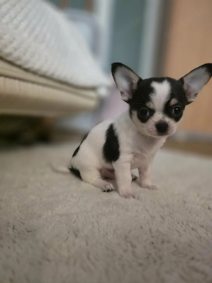 Kleine Chihuahua Welpen 