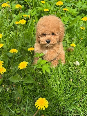 Cockapoo American Cockapoo Mini Bild 3