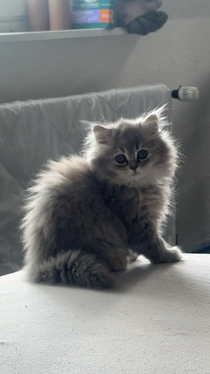 BKH Kitten suchen dringend ein zu Hause