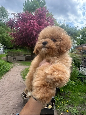 Cockapoo American Cockapoo Mini Bild 2