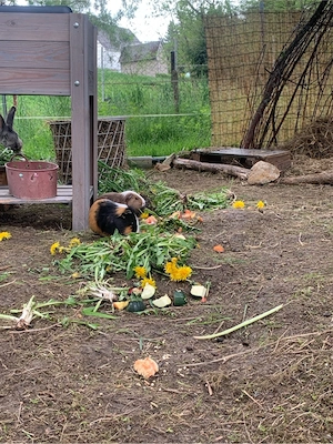 Aufnahme von Meerschweinchen Bock Bockgruppe