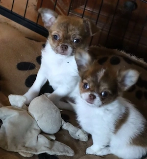 Chihuahua x Chin Chi Mädchen in weiss red schoko brindle 